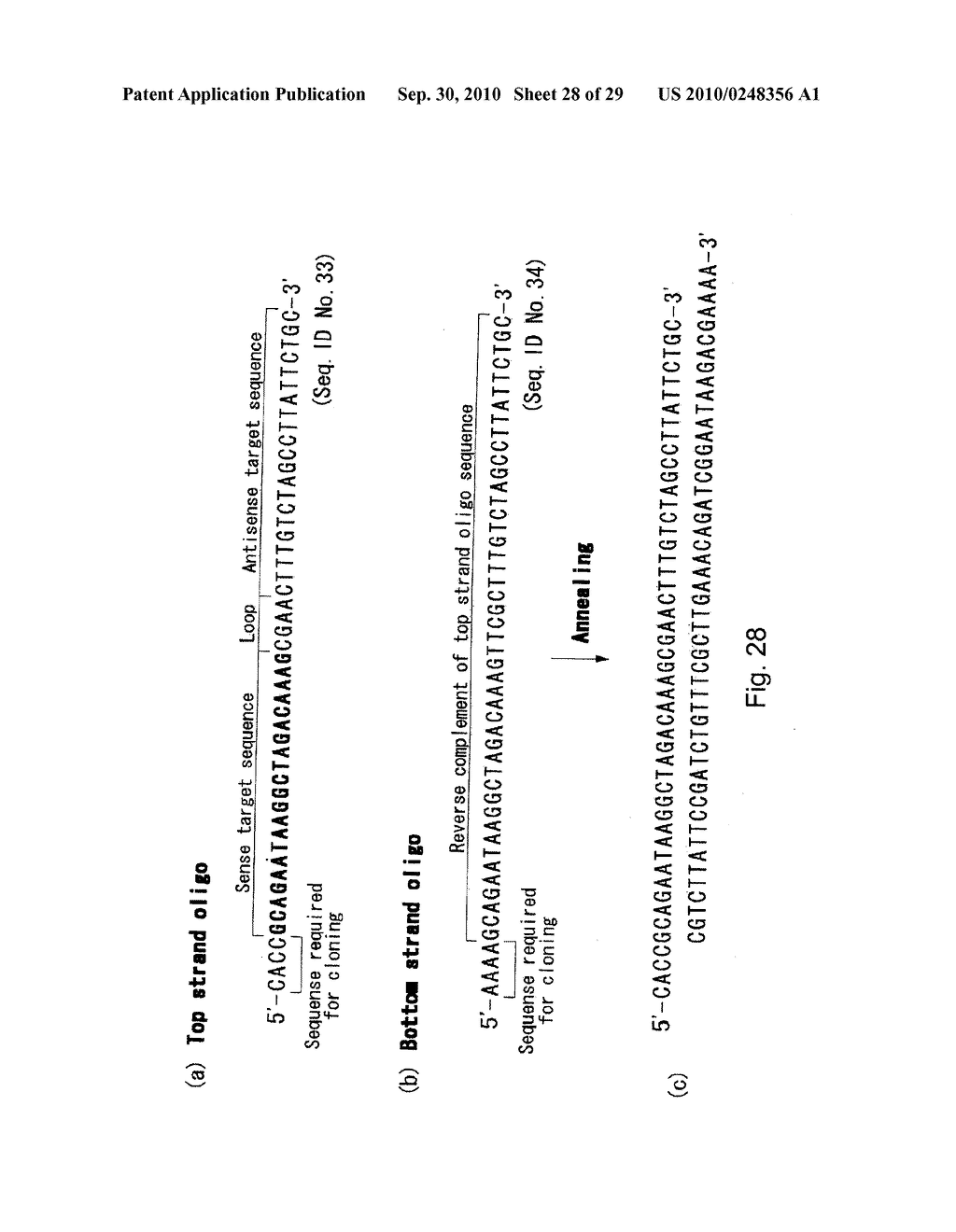 hTERT GENE EXPRESSION REGULATORY GENE - diagram, schematic, and image 29