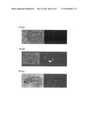 METHOD FOR INTRODUCING FOREIGN SUBSTANCE INTO CELL HAVING CELL WALL diagram and image