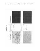 High Throughput Screening Assay for the TRPM5 Ion Channel diagram and image