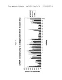 siRNA targeting ribonucleotide reductase M2 polypeptide (RRM2 or RNR-R2) diagram and image