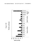 siRNA targeting ribonucleotide reductase M2 polypeptide (RRM2 or RNR-R2) diagram and image