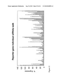 siRNA targeting ribonucleotide reductase M2 polypeptide (RRM2 or RNR-R2) diagram and image