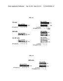 Alpha-fetoprotein peptides and uses thereof diagram and image