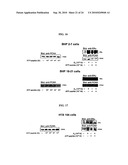 Alpha-fetoprotein peptides and uses thereof diagram and image