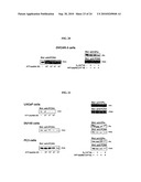 Alpha-fetoprotein peptides and uses thereof diagram and image