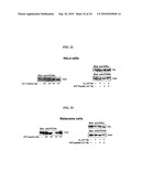 Alpha-fetoprotein peptides and uses thereof diagram and image