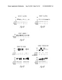 N-ACETYL MANNOSAMINE AS A THERAPEUTIC AGENT diagram and image