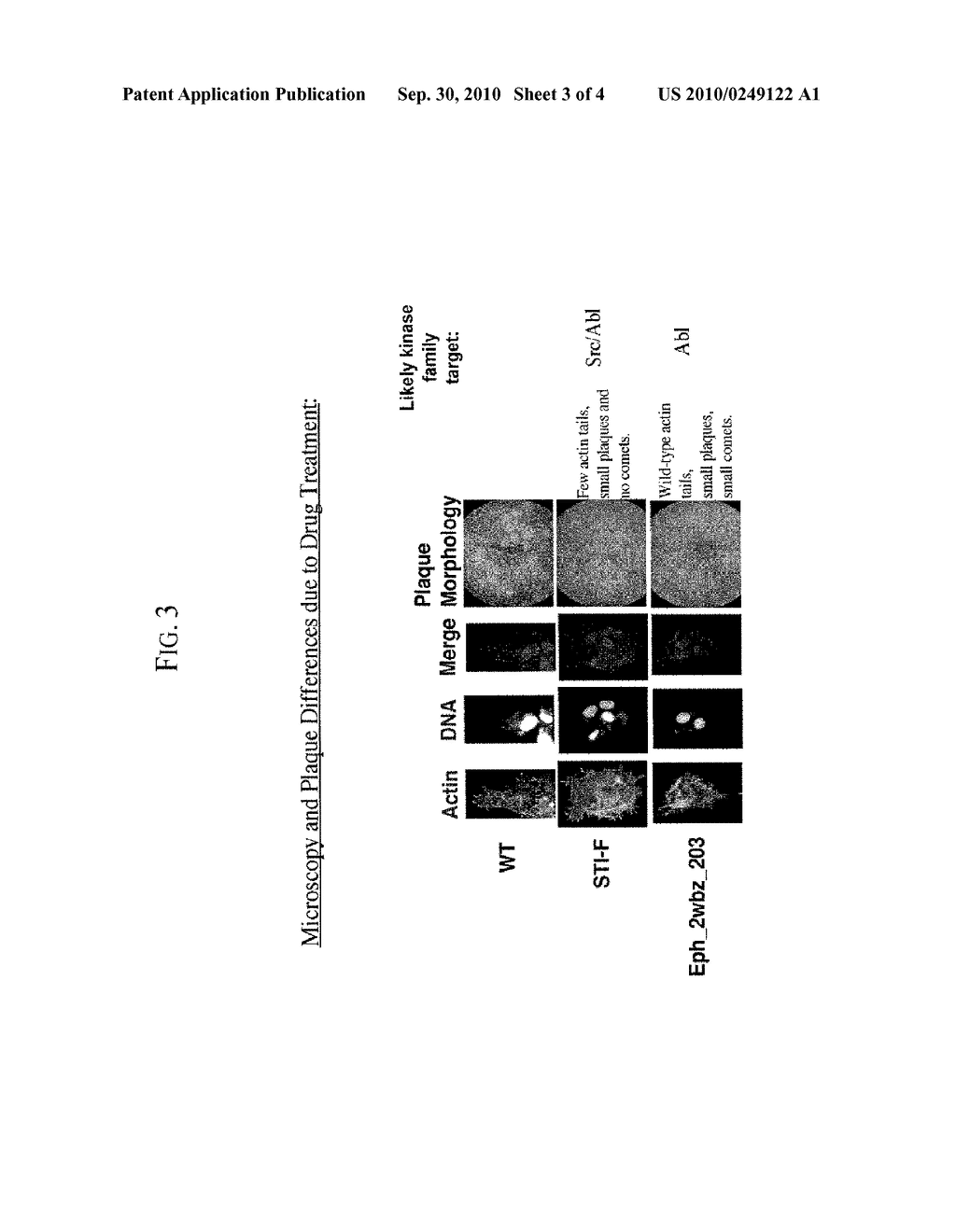 Kinase Inhibitors for Preventing or Treating Pathogen Infection and Method of Use Thereof - diagram, schematic, and image 04