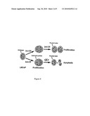 Gene Silencing Using mRNA-cDNA Hybrids diagram and image