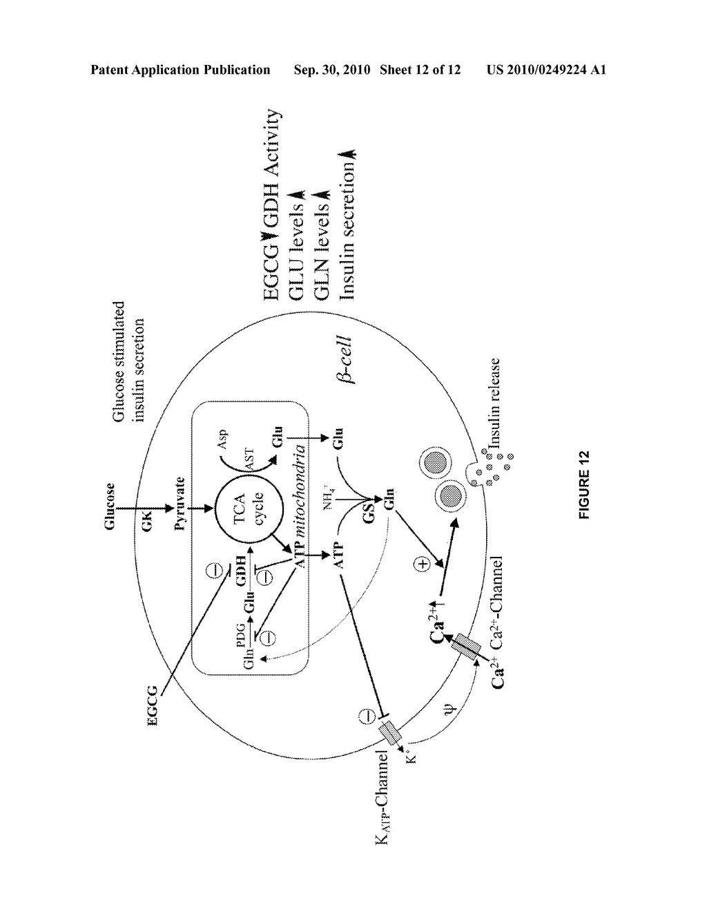 Methods and compositions for modulating glutamate dehydrogenase - diagram, schematic, and image 13