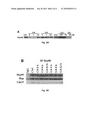 HSP90 Inhibitors of Protein-Protein Interaction HSP90 Chaperone Complexes and Therapeutic Uses Thereof diagram and image