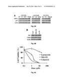 HSP90 Inhibitors of Protein-Protein Interaction HSP90 Chaperone Complexes and Therapeutic Uses Thereof diagram and image