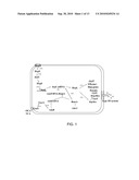 METHODS OF REDUCING VIRULENCE IN BACTERIA diagram and image