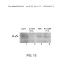 METHODS OF REDUCING VIRULENCE IN BACTERIA diagram and image