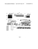 Botulinum neurotoxin a receptor and the use thereof diagram and image