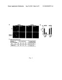 Botulinum neurotoxin a receptor and the use thereof diagram and image