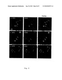 Botulinum neurotoxin a receptor and the use thereof diagram and image