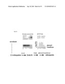 Application of ERF genes from Bupleurum kaoi diagram and image