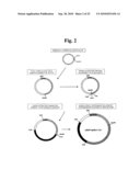 Highly Infectious Nucleic Acid Molecules from Pepper Mottle Virus and Plant Viral Vector Derived from the Same diagram and image