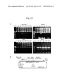 Highly Infectious Nucleic Acid Molecules from Pepper Mottle Virus and Plant Viral Vector Derived from the Same diagram and image