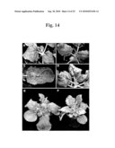 Highly Infectious Nucleic Acid Molecules from Pepper Mottle Virus and Plant Viral Vector Derived from the Same diagram and image