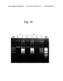 Highly Infectious Nucleic Acid Molecules from Pepper Mottle Virus and Plant Viral Vector Derived from the Same diagram and image