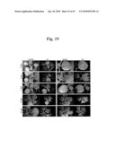 Highly Infectious Nucleic Acid Molecules from Pepper Mottle Virus and Plant Viral Vector Derived from the Same diagram and image