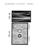 HOLOGRAPHIC MICROSCOPY OF HOLOGRAPHICALLY TRAPPED THREE-DIMENSIONAL NANOROD STRUCTURES diagram and image