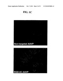 METHODS AND COMPOSITIONS RELATED TO ADENOASSOCIATED VIRUS-PHAGE PARTICLES diagram and image