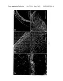 Biocompatible polymers and Methods of use diagram and image