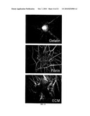 Biocompatible polymers and Methods of use diagram and image