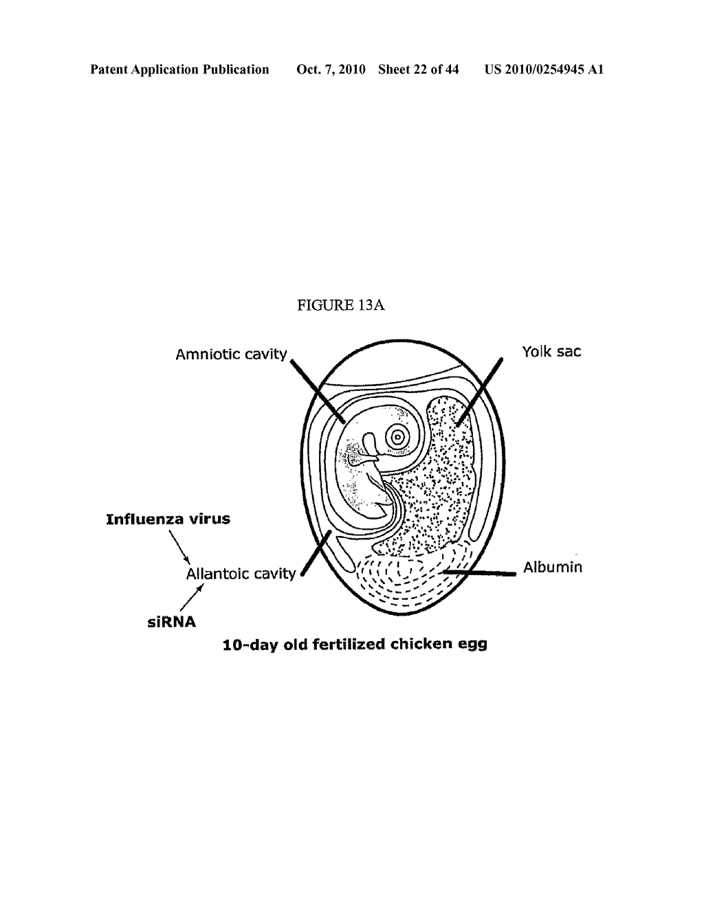 Rnai Therapeutic for Respiratory Virus Infection - diagram, schematic, and image 23