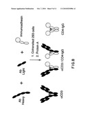 METHOD FOR MAKING HETEROMULTIMERIC POLYPEPTIDES diagram and image