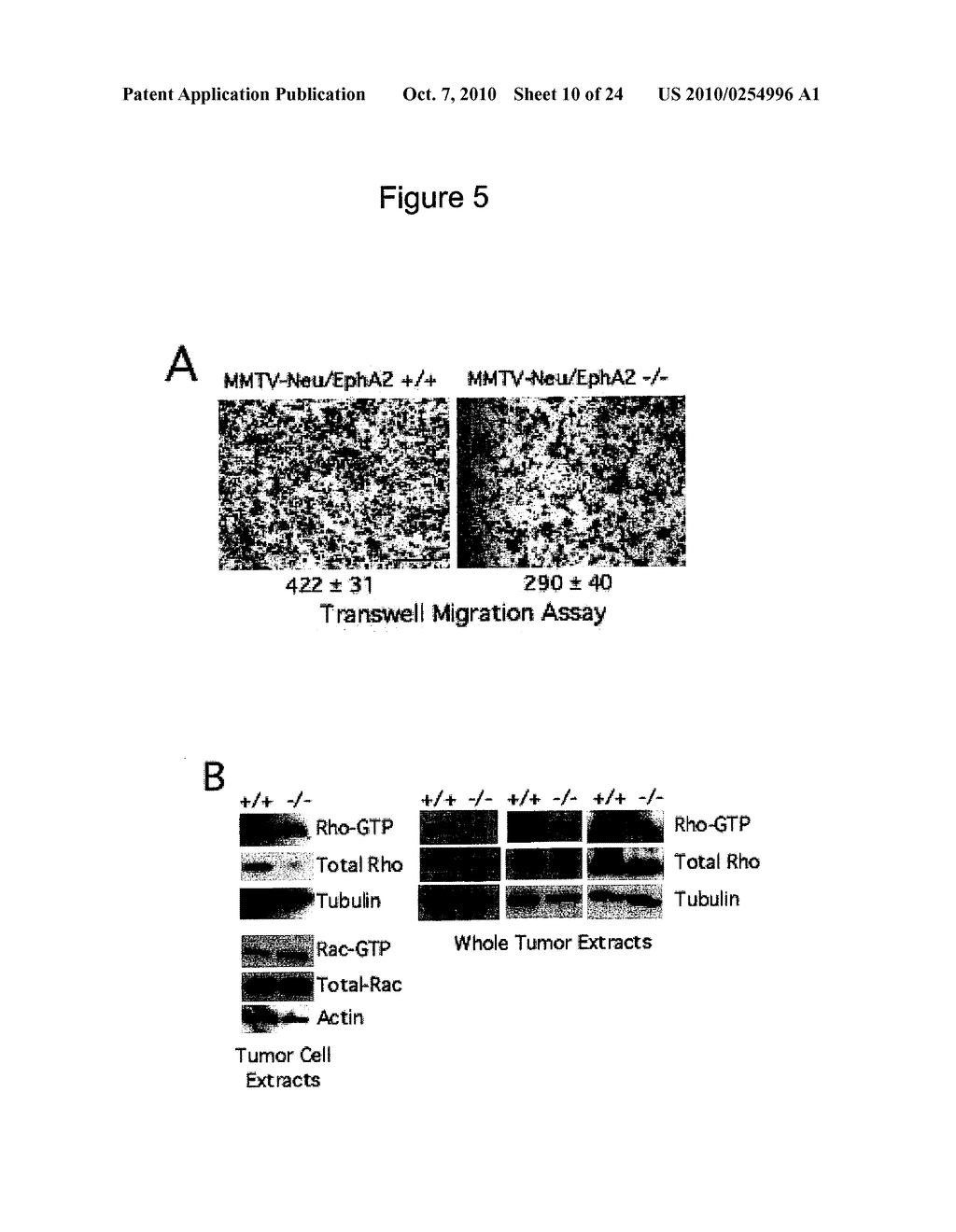 SYNERGISTIC TREATMENT OF CELLS THAT EXPRESS EPHA2 AND ERBB2 - diagram, schematic, and image 11