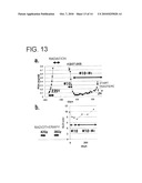 METHOD FOR INDUCING CYTOTOXIC T-CELLS, CYTOTOXIC T-CELL INDUCERS, AND PHARMACEUTICAL COMPOSITIONS AND VACCINES EMPLOYING THEM diagram and image