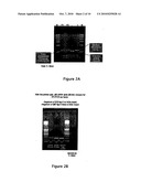 Flavivirus Vaccine Vector Against Influenza Virus diagram and image