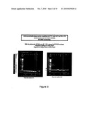 Flavivirus Vaccine Vector Against Influenza Virus diagram and image