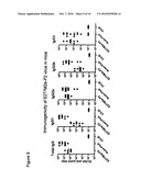 Flavivirus Vaccine Vector Against Influenza Virus diagram and image