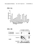 REMEDY FOR THE TREATMENT OF CARDIO-VASCULAR DISEASES OR DISORDERS diagram and image