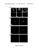 Mesoporous Silica Nanoparticles for Biomedical Applications diagram and image