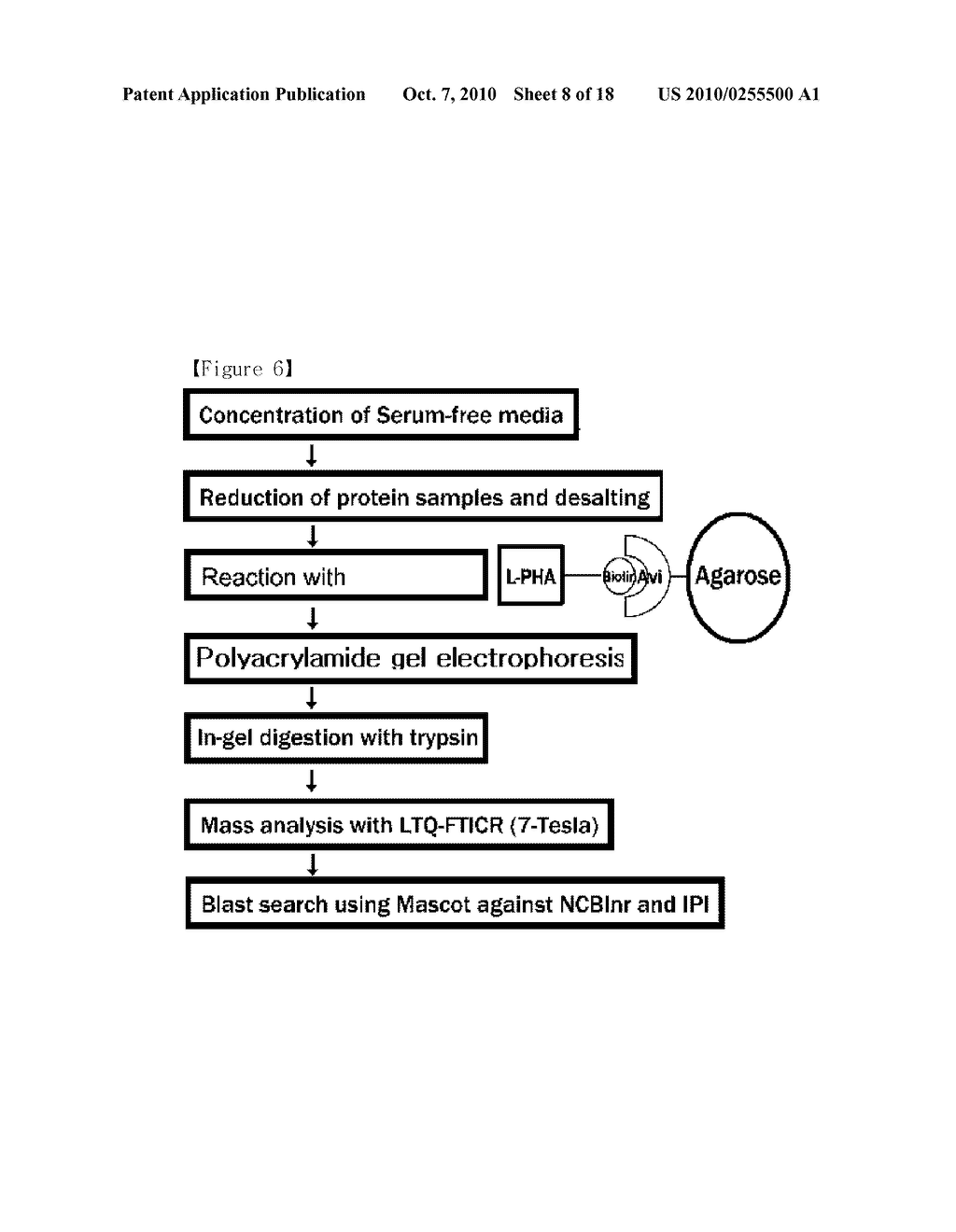 IDENTIFICATION METHOD OF GLYCOPROTEINS USING A SPECIFIC LECTIN PRECIPITATION - diagram, schematic, and image 09