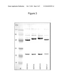 Engineered Antibody-Stress Protein Fusions diagram and image