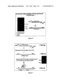 Engineered Antibody-Stress Protein Fusions diagram and image