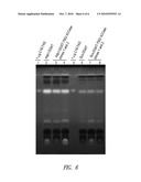 MODIFIED PHOTOSYNTHETIC MICROORGANISMS FOR PRODUCING TRIGLYCERIDES diagram and image