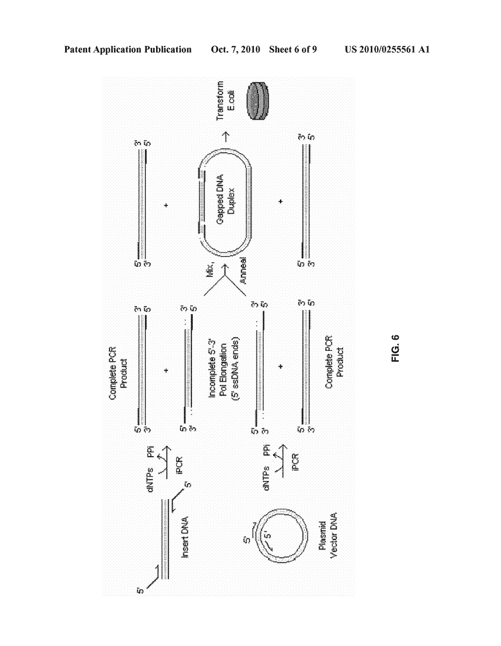 HOST-VECTOR SYSTEM FOR CLONING AND EXPRESSING GENES - diagram, schematic, and image 07