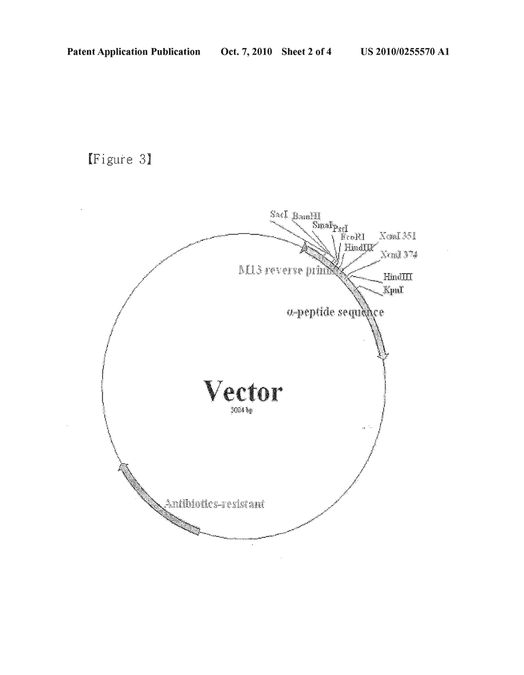 Polymerase Chain Reaction Product-Cloning Vector Suitable to its Easy Production and Method for Producing the Same - diagram, schematic, and image 03