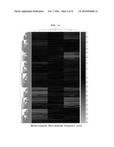 Genes Based on Thalidomide, Valproic Acid and Methotrexate Treatment for Screening of Drug Inducing Teratogenicity and Screening Method Using Thereof diagram and image