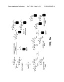 NEOGLYCORANDOMIZATION AND DIGITOXIN ANALOGS diagram and image