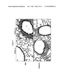 Toll-Like Receptor Agonist Regulation of VEGF-Induced Tissue Responses diagram and image