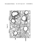 Toll-Like Receptor Agonist Regulation of VEGF-Induced Tissue Responses diagram and image